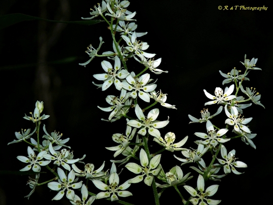 {Melanthium virginicum}